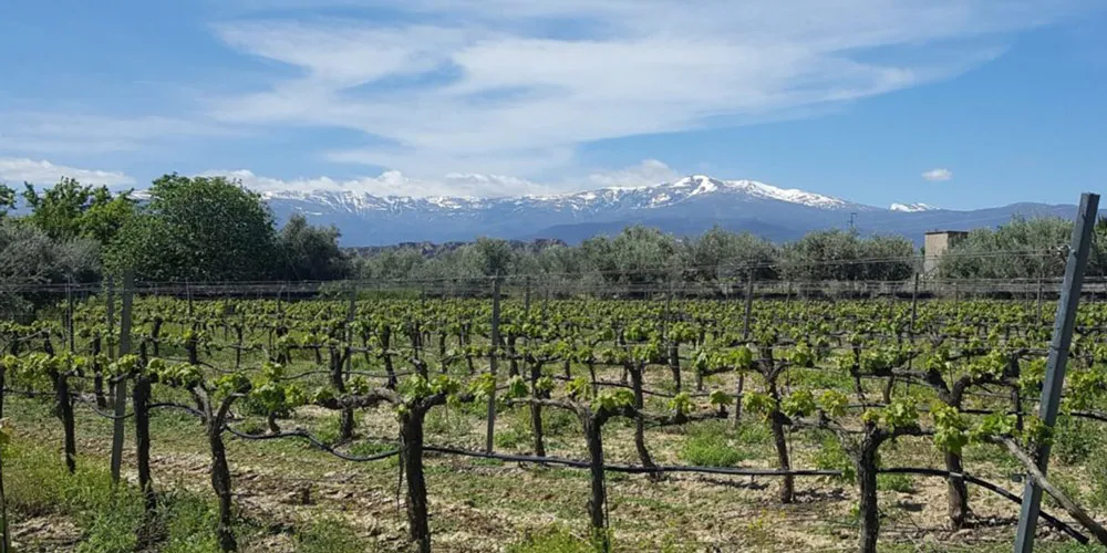 bodega cerro cruces